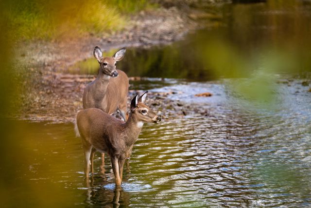 White-tailed deer cross Oaks Creek at Greenough Road Conservation Area in Cooperstown, N.Y., on October 9th, 2020.
